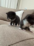 Brits kort haar moeder brits vader is Europees, Poes