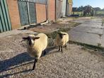 schaapram, Dieren en Toebehoren, Schapen, Geiten en Varkens, Mannelijk, Schaap