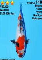 Dainichi HQ koi karper | Koikarpers  | Tosai vissen, Karper of Koi