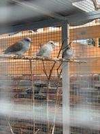 3 Diamant duifjes te koop, Dieren en Toebehoren, Vogels | Duiven, Meerdere dieren, Overige soorten