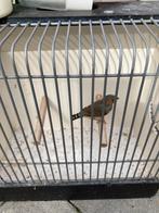 Zebravink man . Wildkleur € 4,00, Dieren en Toebehoren, Vogels | Overige Vogels, Mannelijk, Geringd