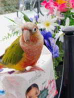 Vogel te koop, Dieren en Toebehoren, Vogels | Parkieten en Papegaaien, Vrouwelijk, Parkiet