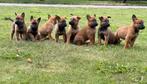 Mechelse Herder pups, Dieren en Toebehoren, 8 tot 15 weken, Meerdere, Meerdere dieren, Herder