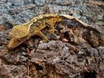 Wimpergekko
Correlophus ciliatus
Nk 2023

Man., Hagedis