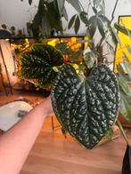 Anthurium luxurians, Overige soorten, In pot, Minder dan 100 cm, Groene kamerplant