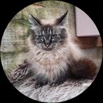 2 Neva Masquerade dames, Dieren en Toebehoren, Katten en Kittens | Raskatten | Langhaar, Poes, Ontwormd