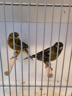 Koppel geel agaat, Dieren en Toebehoren, Vogels | Kanaries, Meerdere dieren, Kleurkanarie
