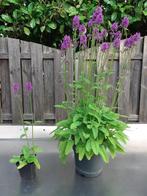 Stachys officinalis, Betonie, Echte Andoorn, Ophalen, Zomer, Volle zon