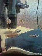 Eigen  kweek malawi cichliden, zebra., Dieren en Toebehoren, Vis