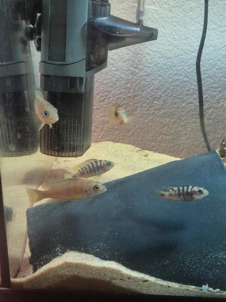 Eigen  kweek malawi cichliden, zebra., Dieren en Toebehoren, Vissen | Aquariumvissen, Vis