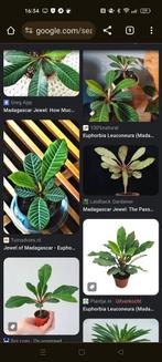 Drie zaadjes van de Madagaskar plant, Ophalen of Verzenden