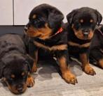 Prachtige Rottweiler pups Met STAMBOOM nu 8 weken!, CDV (hondenziekte), 8 tot 15 weken, Meerdere, Meerdere dieren