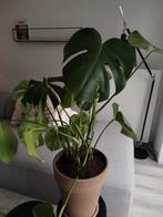 Grote pot & schotel inclusief Monstera, Ophalen, Halfschaduw, In pot, Minder dan 100 cm