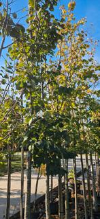 Bomenopruiming. 16 lindebomen. Tilia Greenspire 6/10 cm, In pot, Halfschaduw, 250 tot 400 cm, Overige soorten