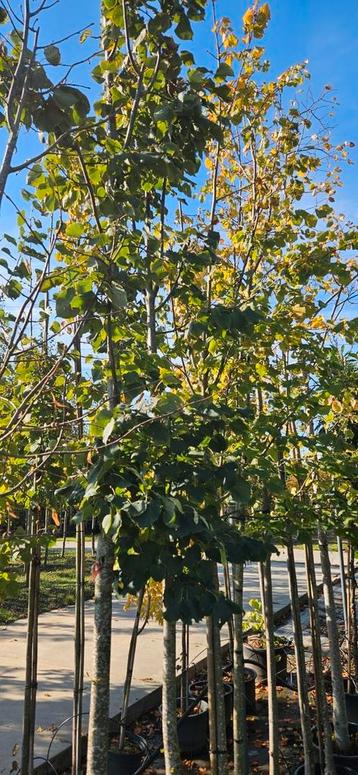 Bomenopruiming. 16 lindebomen. Tilia Greenspire 6/10 cm  beschikbaar voor biedingen