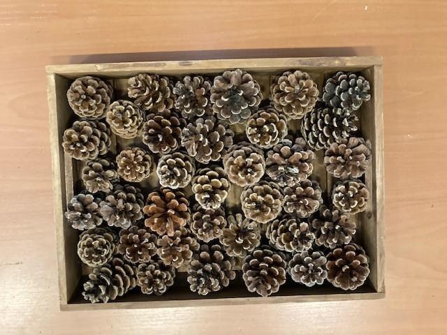 Mooie dennenappels te koop voor de kerst of decoratie, Hobby en Vrije tijd, Overige Hobby en Vrije tijd, Nieuw, Ophalen of Verzenden