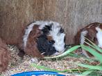 3 kleur texel/tessel cavia beertje, September, Mannelijk, Cavia