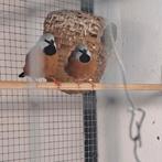 Gordelgrasvink koppel, Dieren en Toebehoren, Meerdere dieren, Tropenvogel, Geringd