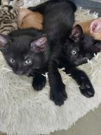 KITTENS, zwart op zoek naar een nieuw huis, Dieren en Toebehoren, Katten en Kittens | Overige Katten, Kater, Kortharig, 0 tot 2 jaar