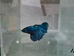 Betta splendens super delta kempvis man, Vis, Zoetwatervis