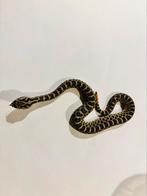 Sistrurus tergeminus CB25 (Dwergratelslang), Dieren en Toebehoren, Reptielen en Amfibieën, Slang