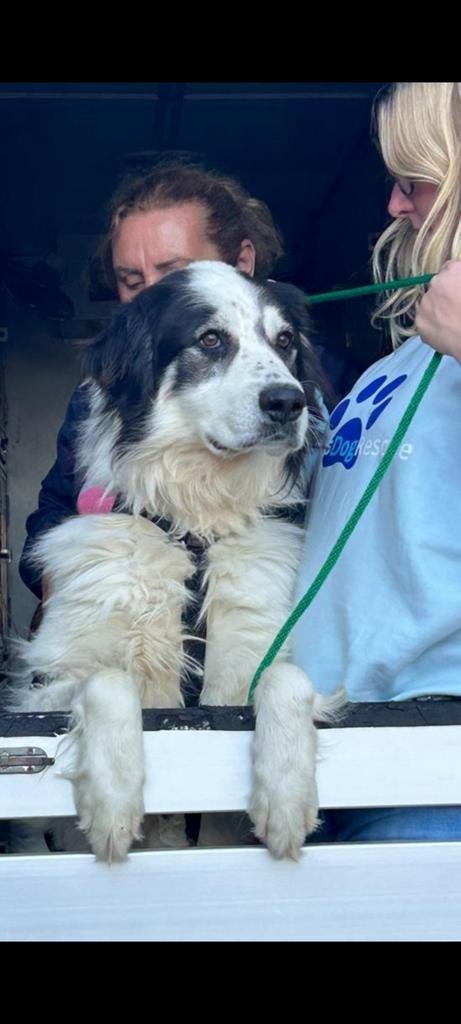 APPLAWS Taste Toppers met vlees of vis voor volwassen honden