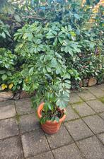 Umbrella Plant, Ophalen, Halfschaduw