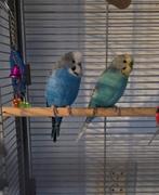 Grasparkiet Koppel, Dieren en Toebehoren, Vogels | Parkieten en Papegaaien, Meerdere dieren, Parkiet, Tam