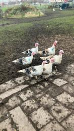 Kalkoen, Dieren en Toebehoren, Mannelijk, Kalkoen