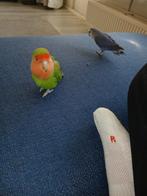 2 agaponisen half tam maar nog goed tam te maken, Parkiet, Tam