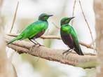 Te koop aangeboden emerald spreeuwen vast geringd, Meerdere dieren, Tropenvogel, Geringd