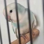 Agapornis dwergpapegaai
roseicollie bont, Dieren en Toebehoren, Vogels | Parkieten en Papegaaien, Vrouwelijk, Dwergpapegaai of Agapornis