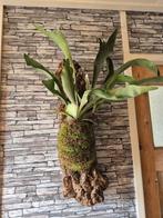 Hertshoorn op kurk XL +-80 cm, Overige soorten, Minder dan 100 cm, Groene kamerplant, Halfschaduw