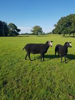 Zwartbles dekrammen, Mannelijk, Schaap