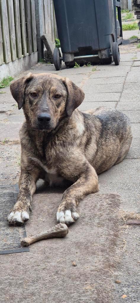 Knappe Jolien, Dieren en Toebehoren, Honden | Niet-rashonden, Middel, Teef, Particulier, Eén hond, Nederland, 1 tot 2 jaar, CDV (hondenziekte)
