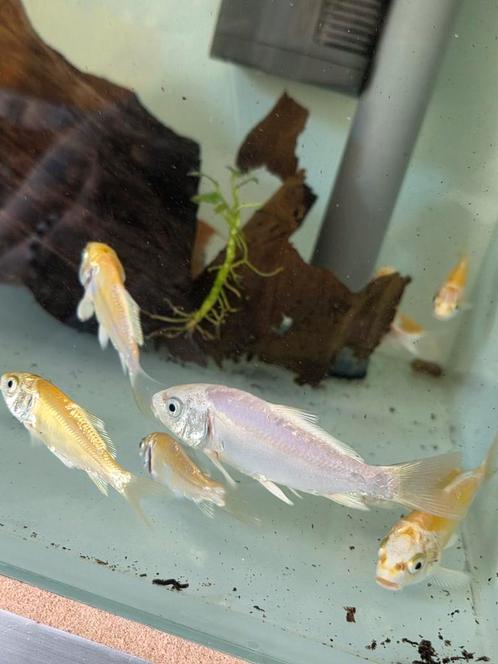 Hikari Koi karpers japanse lijn, Dieren en Toebehoren, Vissen | Vijvervissen, Karper of Koi