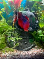 Prachtige rood blauwe betta (kempvis), Dieren en Toebehoren, Vissen | Aquariumvissen, Vis