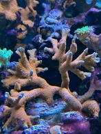 Zeeaquarium koraal, Dieren en Toebehoren, Overige typen
