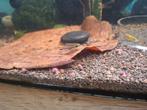 Paars/roze Baby appelslakjes, Dieren en Toebehoren, Vissen | Aquaria en Toebehoren, Ophalen, Nieuw
