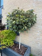 Rhododendron op stam azalea paarse bloem, Tuin en Terras, Planten | Bomen, Ophalen of Verzenden, Lente, 100 tot 250 cm, Volle zon