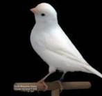 te koop gevraagd  kanaries, Dieren en Toebehoren, Vogels | Kanaries, Meerdere dieren, Kleurkanarie