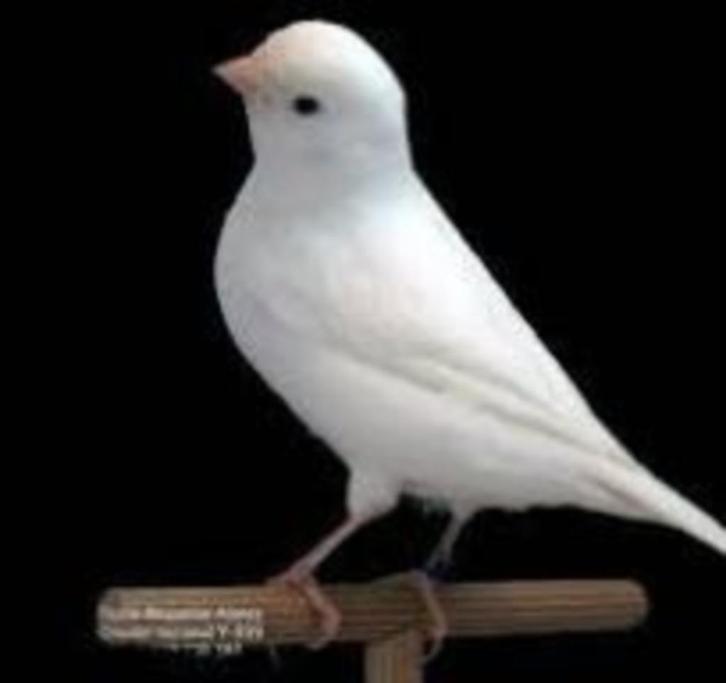 te koop gevraagd  kanaries, Dieren en Toebehoren, Vogels | Kanaries, Kleurkanarie, Meerdere dieren