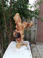 mopani mopanihout kienhout, Dieren en Toebehoren, Ophalen, Gebruikt, Plant(en), Steen of Hout