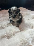 Mini poedel/labradoodle, Dieren en Toebehoren, Honden | Chihuahua's en Gezelschapshonden, Poedel, Rabiës (hondsdolheid), Reu, 8 tot 15 weken