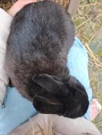 Mooie mannetjes konijn zwart, Mannelijk, Dwerg, 0 tot 2 jaar