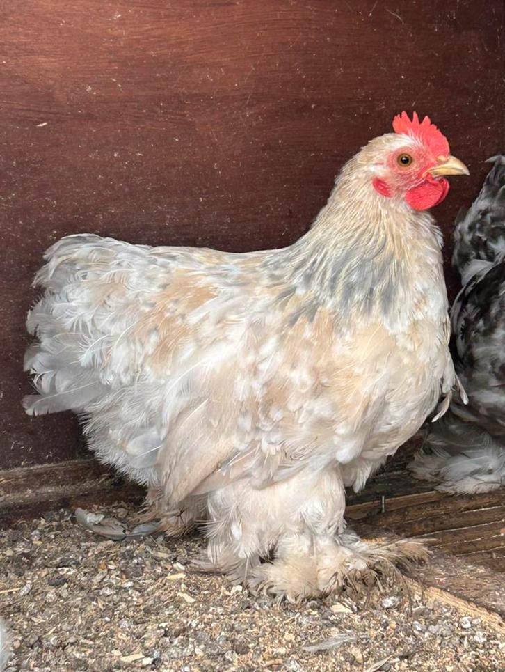 Cochin kriel Isabelporselein haan, Dieren en Toebehoren, Pluimvee, Kip, Mannelijk