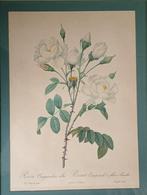 Pierre Joseph Redoute Rosier Campanule a fleurs blanches, Ophalen of Verzenden