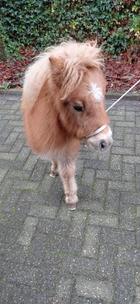 2 Mooie Vos Hengst Veulens., Dieren en Toebehoren, Paarden en Pony's | Dekhengsten en Fokmerries
