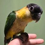 Tamme Zwartkop Caique’s, Meerdere dieren, Papegaai
