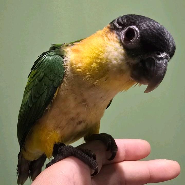 Tamme Zwartkop Caique’s, Dieren en Toebehoren, Vogels | Parkieten en Papegaaien, Papegaai, Meerdere dieren